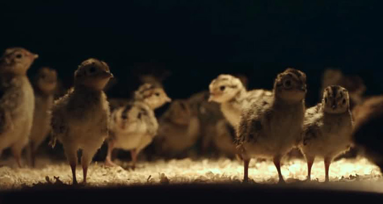 養(yǎng)雞基地恒溫解決方案 