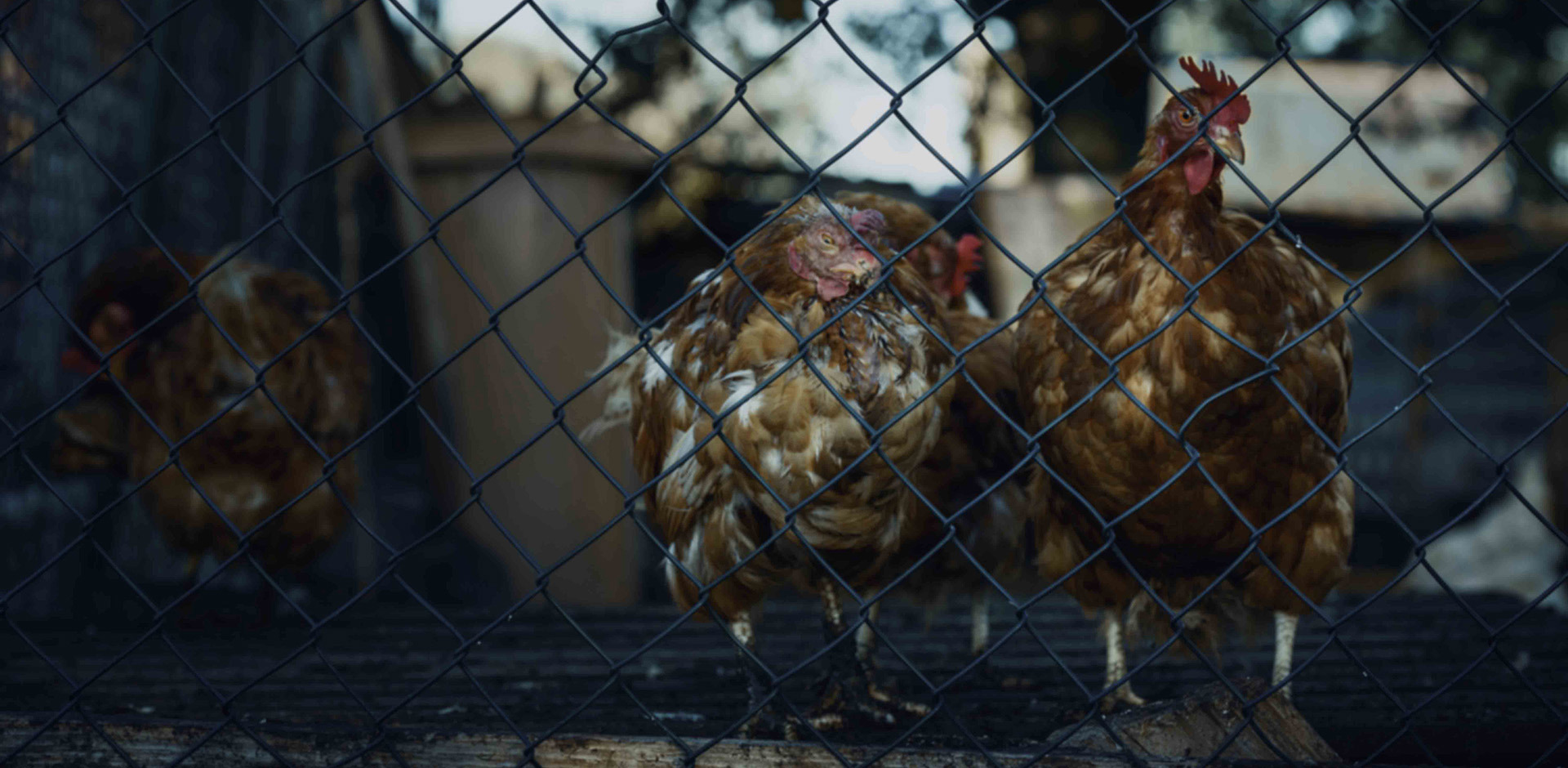 養(yǎng)雞基地恒溫解決方案