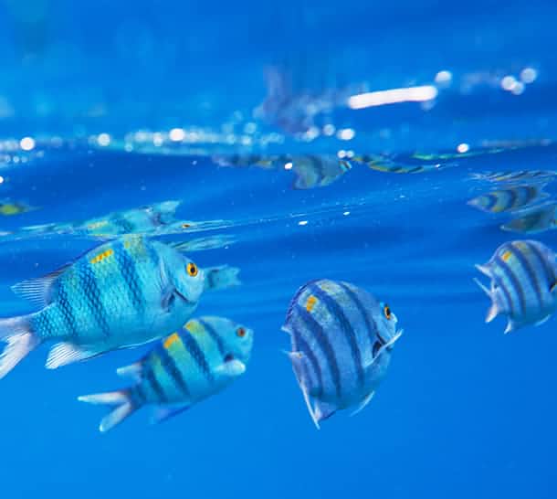 內(nèi)陸水產(chǎn)養(yǎng)殖